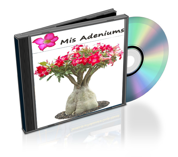 comprar adenium