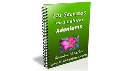 Mini Curso GRATIS en video sobre 3 Errores a evitar con tus adeniums.
