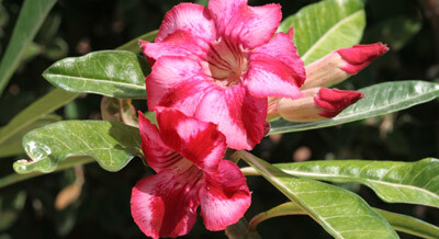 20 DICIEMBRE ADENIUM OBESUM