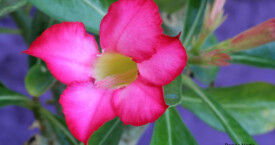 Adenium Somaelense