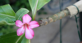 Flor de especimen de Adenium Arabicum