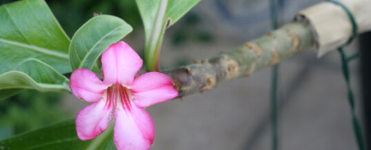 Flor de especimen de Adenium Arabicum