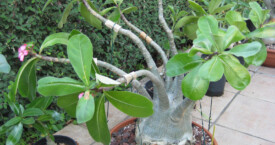 Adenium Obesum #1