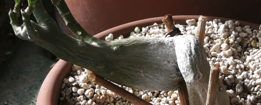 How to MODEL the Caudex of Adenium Obesum